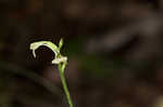 Small green wood orchid